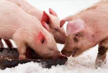 全球变暖下为什么还这么冷？猪群现在要是受冻了会死吗？