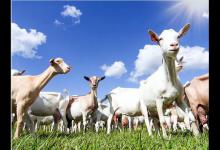 奶山羊产奶量和什么因素有关？奶山羊产奶量突然下降是什么原因？