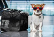 带宠物旅行不用愁，海南航空猫狗客舱运输帮你解决宠物出行难题！