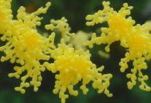 关于桂花的成语
