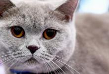 猫丢了怎样把猫引出来