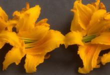 干黄花菜怎么吃