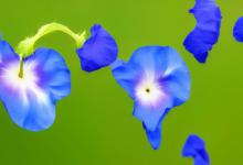 牵牛花的特点