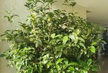 3种树“镇宅旺运”，比啥花都漂亮，养1盆在家，太值！