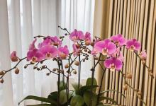 元旦养3盆花，简单漂亮，生活富贵、人健康！