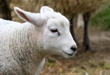 养殖户养的羊羔长得慢，原来是因为这些原因！快看看你有没有？