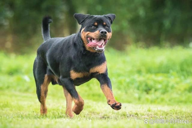 罗威纳犬,又称罗威纳,洛威拿等,属于犬科犬属,以其强壮的体魄,敏捷的