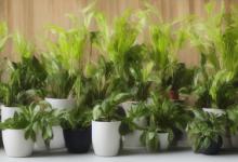 在家养什么植物最旺宅