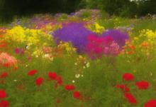 花园种什么花最好最旺