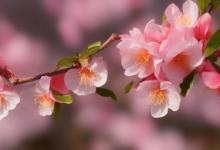 卧室里放什么最旺桃花
