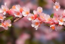 桃花运放什么最旺