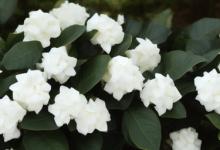 栀子花可以吃吗