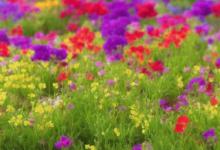 家里养什么最旺运花卉
