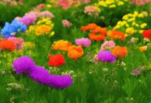 园里种什么花最旺财
