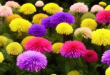 种什么菊花最旺夫