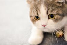 什么颜色的花猫最旺财