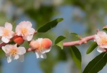 家里西方摆什么最旺桃花