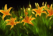 夜合花什么花最旺