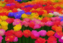 什么品种花最旺财运最好