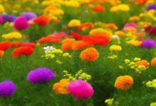 室内养什么花最旺家庭风水
