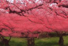 什么季节开红桃花最旺
