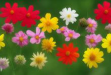 什么花桃花运最旺