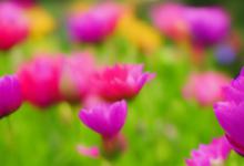 最旺家花是什么花