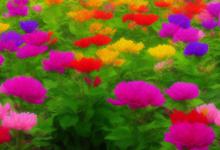 什么花开长寿花最旺财