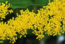 什么花种桂花最旺