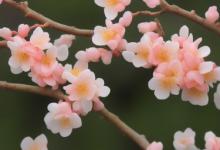 玲珑玉戴什么最旺桃花
