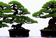 什么属相盆景最旺