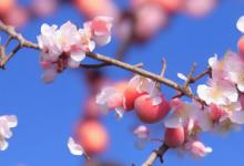 什么桃花最旺财气