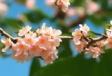 什么季节生长桃花最旺呢