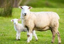 养羊需要准备常用药，但不能随便给羊乱用药！因此而死的羊可不少