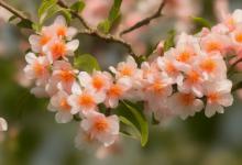 带什么最旺桃花