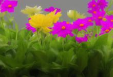 室内种什么花最旺财