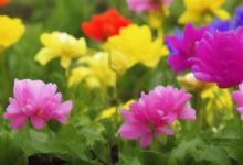 室内栽什么花最旺财运