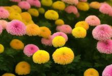 菊花开什么节气最旺盛