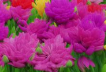 什么花长寿花最旺财