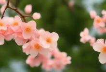 什么星座桃花最旺盛女生