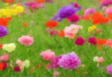 夏季什么开花最旺盛呢