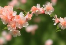 床头放什么植物最旺桃花
