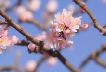 桃花什么时候开