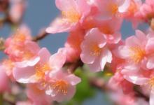什么花头像招桃花最旺