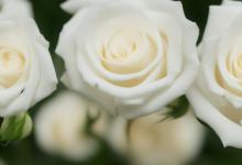 白色玫瑰的花语