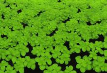 水养什么植物最旺盛