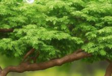 什么发财树风水最旺