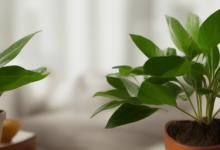 客厅摆什么植物最旺财运
