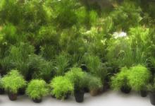 最旺入门屏风放什么植物