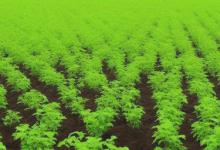 跟风种植什么最旺财呢